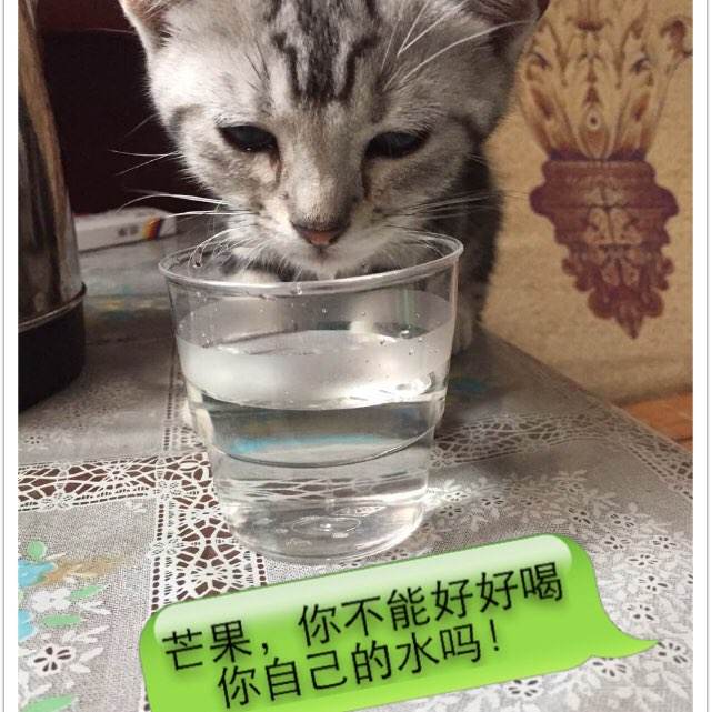 凯尼恩学院学士成绩单